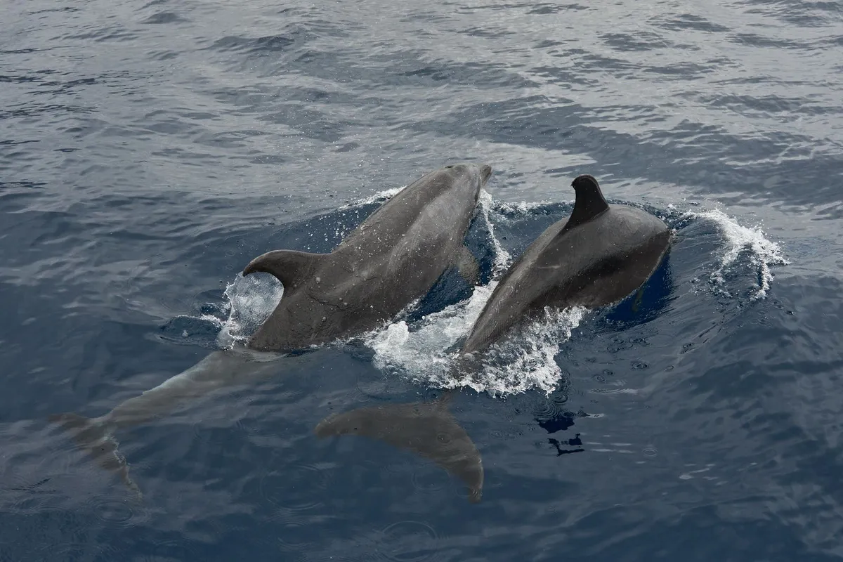 Two bottlenose dolphins surfacing in the open blue Atlantic