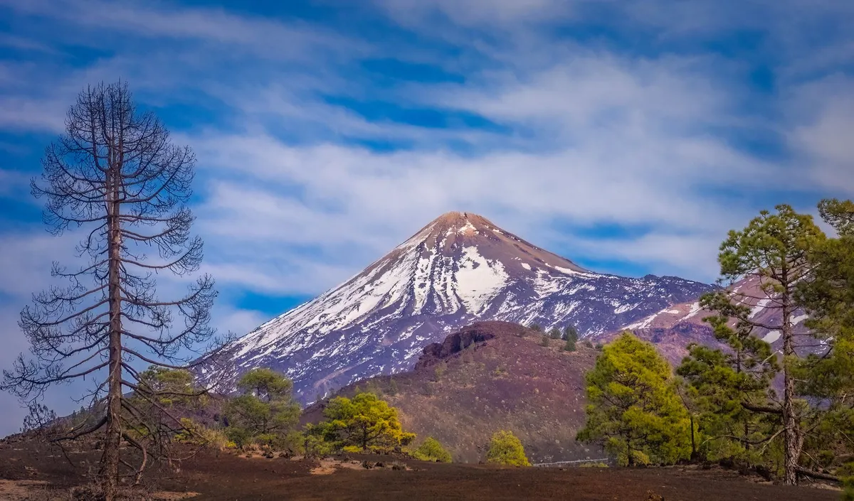 Snow-capped peak of Mount Teide under a blue sky above pine forest