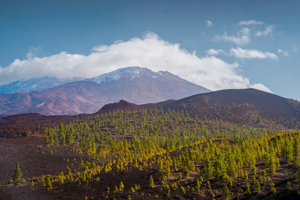 Volcanic slopes dotted with Canary pines rising toward the cloud-wrapped peak of Mount Teide.